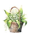 Watercolor illustration of a bouquet of lilies of the valley in wicker basket. Royalty Free Stock Photo