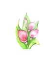 Watercolor illustration of a bouquet of pink calla flowers on a white background.