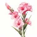 Watercolor Gladiola Flower Clipart: Colored Cartoon Style, Realistic Baroque Compositions