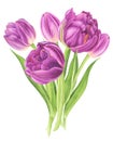 Watercolor illustration bouquet of purple tulips