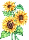 Watercolor illustration of a bouquet of sunflowers