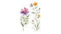 Watercolor illustration of a bouquet of wildflowers on a white background