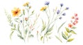 Watercolor illustration of a bouquet of wildflowers on a white background