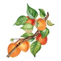 Watercolor illustration of branch with apricot, green leaves isolated on white. Painting fruit tree, fruitage hand drawn