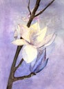 Watercolor illustration of a branch with blooming white magnolia