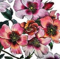 Watercolor illustration of a branch of a blooming wild rose. Watercolor finished with black liner. Flower collection