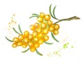 Watercolor illustration of a branch of buckthorn. yellow berry with drops of juice. isolated on a white background.