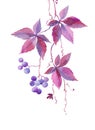 Watercolor illustration, a branch of wild girlish vine, blue violet berries, autumn plant, sketch Royalty Free Stock Photo