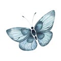 Watercolor illustration with a bright blue butterfly, abstract summer butterfly, isolated element on a white background. Royalty Free Stock Photo