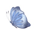 Watercolor illustration with a bright blue butterfly, abstract summer butterfly, isolated element on a white background. Royalty Free Stock Photo