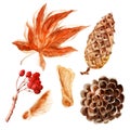 Watercolor illustration with bright multicolored autumn leaves and maple winglets, chestnut fruits, oak acorns and pine cones