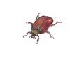 Watercolor illustration of brown beetle.