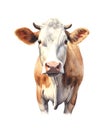 Brown cow isolated on white background. Royalty Free Stock Photo