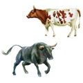 Watercolor illustration, bull and cow. The symbol of the new year, animals on the farm. Watercolor drawing