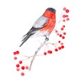 Watercolor illustration of a bullfinch bird sitting on a branch of viburnum. Isolated on white background