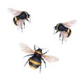 Watercolor illustration bumblebees. Isolated on white background.