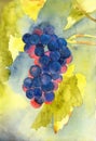 Watercolor illustration of a bunch of blue grapes lit by the sun