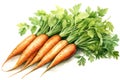 watercolor illustration of a bunch of carrots with green tops isolated on a white background Royalty Free Stock Photo