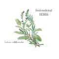Watercolor illustration. A bunch of fresh culinary and medicinal herbs and branches. Floral design element perfect for