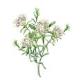 Watercolor illustration bunch of labrador tea flowers isolated on white background. Painted floral sprig of wild