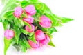 Watercolor Illustration of Bunch pink tulips in springtime