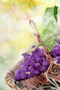 Watercolor illustration of a bunch of purple grapes in the basket