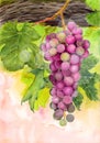 Watercolor illustration of a bunch of purple grapes lit by the sun