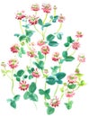 Watercolor illustration of a bunch of summer trefoil