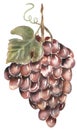 Watercolor illustration of bunches of red grapes. Hand painted botanical design elements