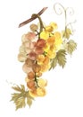 Watercolor illustration of bunches of white grapes. Hand drawn watercolor illustration.