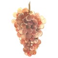 Watercolor illustration of bunches of white grapes. Hand drawn watercolor illustration.