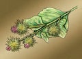 Watercolor illustration of Burdock plant