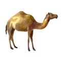 Watercolor illustration. Camel. Isolated freehand drawing of a desert animal