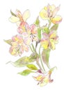 Watercolor Pink Yellow Flowers Spring Summer  Floral Bouquet. Flowers and green leaves. Royalty Free Stock Photo