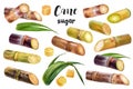 Watercolor illustration of cane sugar plant close up. Design template for packaging, menu, postcards.