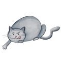 Watercolor hunter fat cat illustration Royalty Free Stock Photo