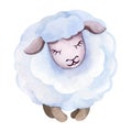 Watercolor illustration of cartoon sheep. Royalty Free Stock Photo