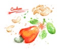 Watercolor illustration of cashew