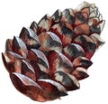 Watercolor illustration.cedar cone. object