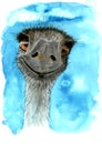 Watercolor illustration of a cheerful ostrich