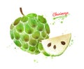 Watercolor illustration of Cherimoya fruit