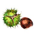 Watercolor illustration of a chestnut fruit and nut