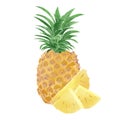 Watercolor Illustration of chopped pineapple and pineapple segments isolated on white background - hand drawn tropical fruit Royalty Free Stock Photo