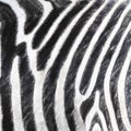 Close-up of the belly of a zebra, scientific name Equus zebra,gr Royalty Free Stock Photo