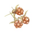 Watercolor illustration cloudberry on white