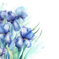 watercolor flowers background blue irises