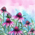 watercolor background - pink and purple cone flowers Royalty Free Stock Photo
