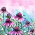 watercolor background - pink and purple cone flowers