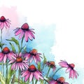 watercolor background - pink and purple cone flowers Royalty Free Stock Photo