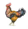 Watercolor Illustration of the cock. Rooster colorful grunge label. Sticker image for the farms and manufacturing